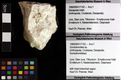 Foto (Objket + Etiketten) von Goniodromites sp. 